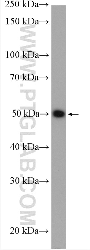 Western Blot (WB) analysis of NIH/3T3 cells using MAGT1 Polyclonal antibody (27994-1-AP)