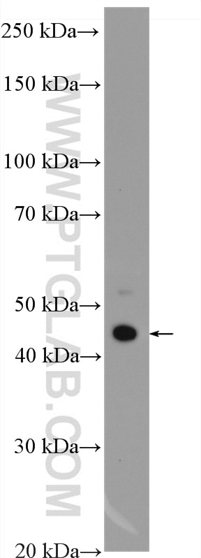 Western Blot (WB) analysis of HuH-7 cells using MAGT1 Polyclonal antibody (27994-1-AP)