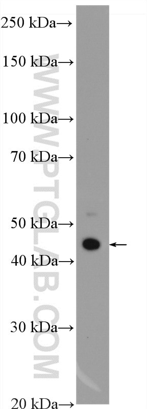 WB analysis of HuH-7 using 27994-1-AP