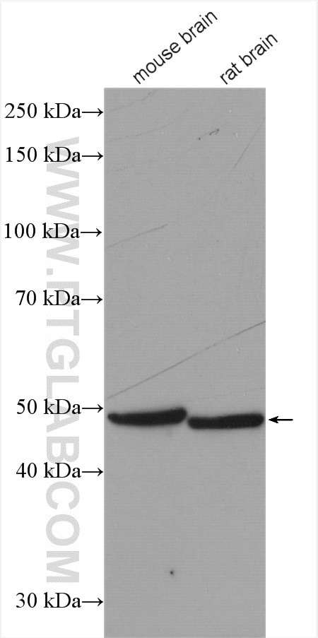 Western Blot (WB) analysis of various lysates using MAGT1 Polyclonal antibody (27994-1-AP)