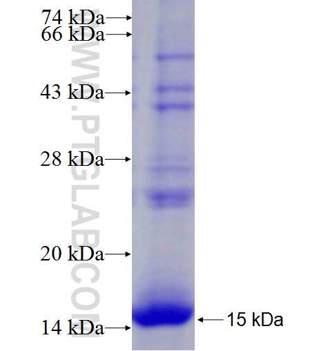 MAGT1 fusion protein Ag27416 SDS-PAGE
