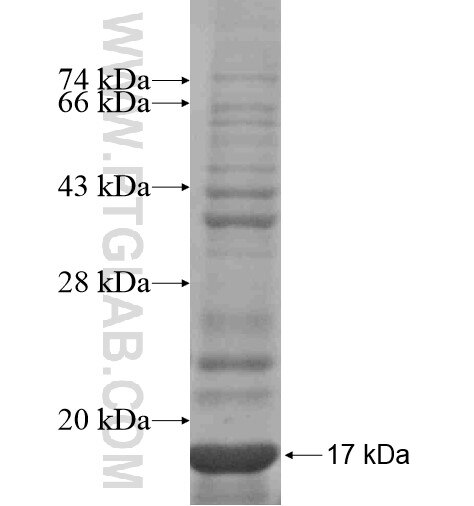 MAGT1 fusion protein Ag11477 SDS-PAGE