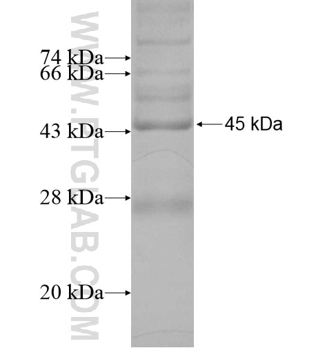 MAGT1 fusion protein Ag11496 SDS-PAGE