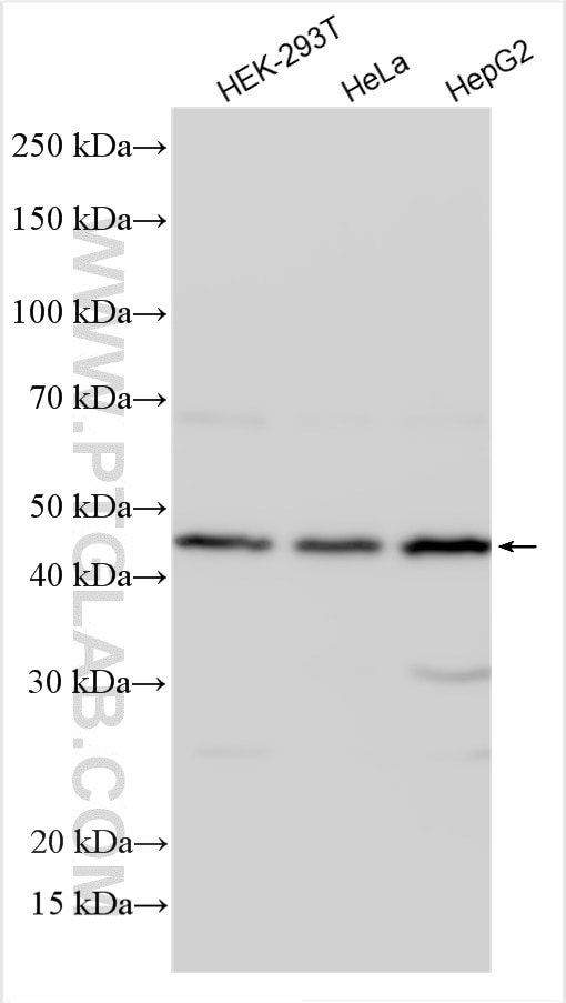 Western Blot (WB) analysis of various lysates using MAK16 Polyclonal antibody (17505-1-AP)