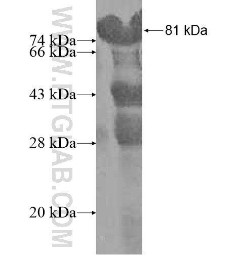 MAK16 fusion protein Ag11705 SDS-PAGE