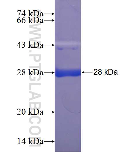 MAL fusion protein Ag24176 SDS-PAGE