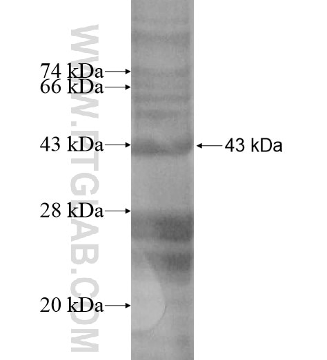 MALL fusion protein Ag13626 SDS-PAGE