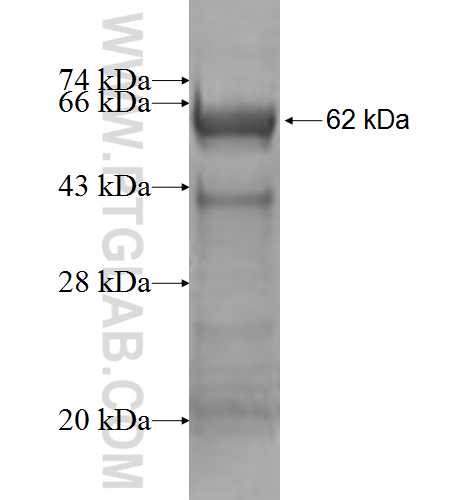 MALT1 fusion protein Ag2182 SDS-PAGE