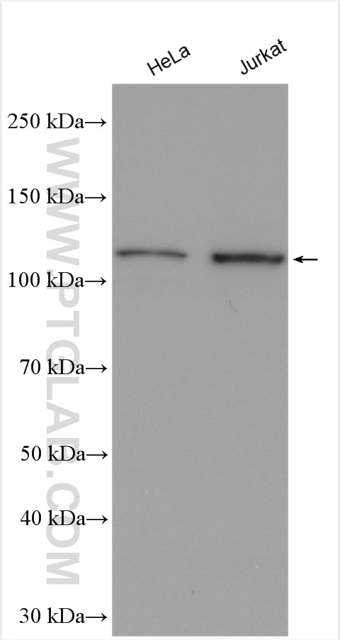 Western Blot (WB) analysis of various lysates using MAML1 Polyclonal antibody (55493-1-AP)