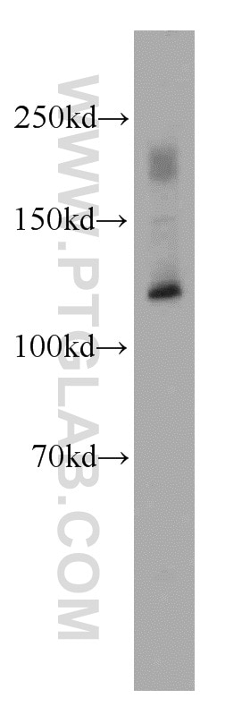 Western Blot (WB) analysis of mouse heart tissue using MAML1 Polyclonal antibody (55493-1-AP)