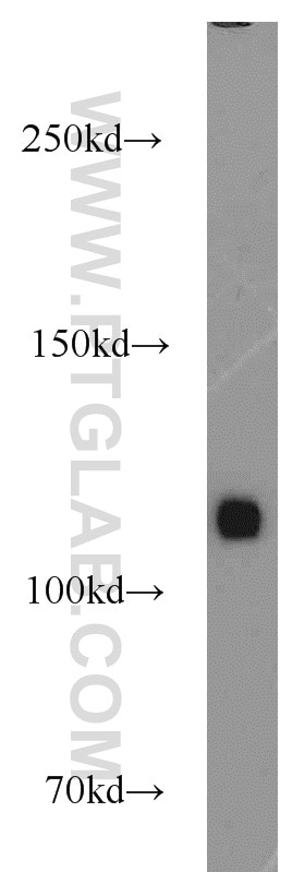 Western Blot (WB) analysis of mouse heart tissue using MAML1 Polyclonal antibody (55493-1-AP)