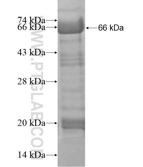 MAML2 fusion protein Ag20163 SDS-PAGE