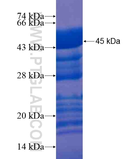 MAML2 fusion protein Ag20412 SDS-PAGE