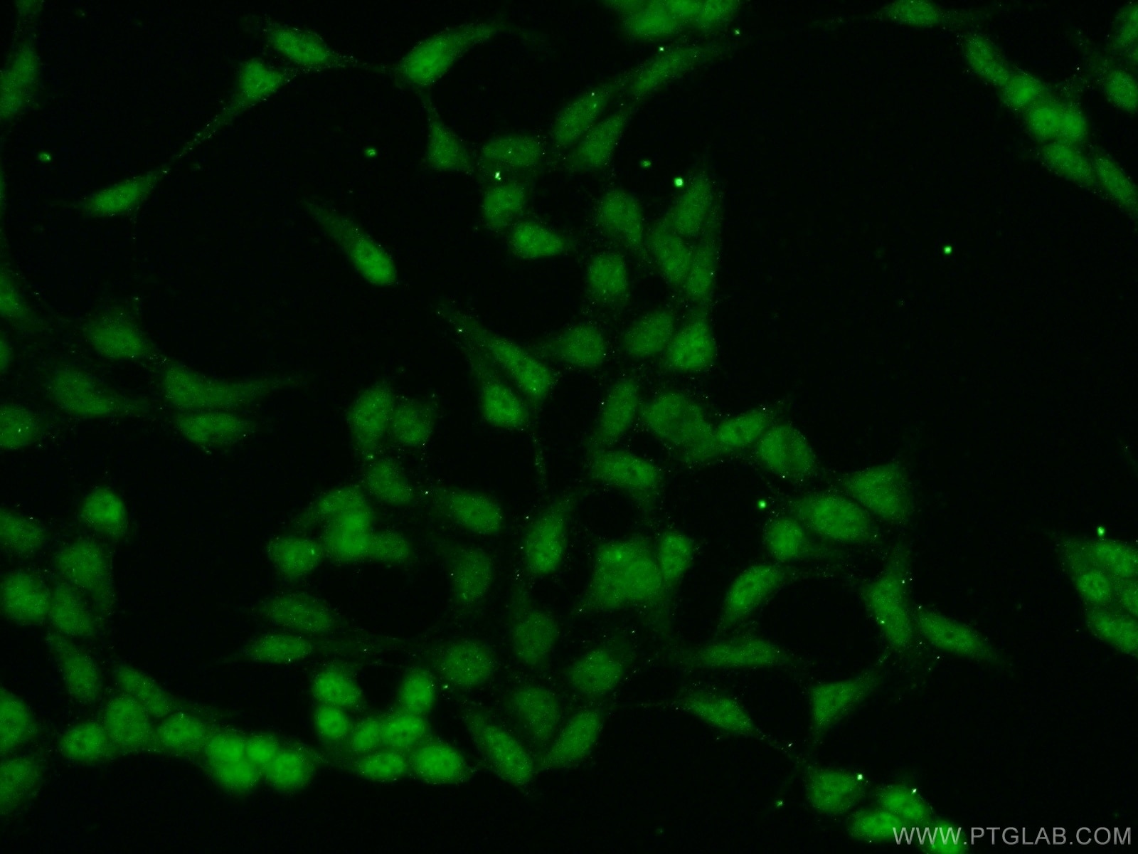 Immunofluorescence (IF) / fluorescent staining of HEK-293 cells using MAML3 Polyclonal antibody (23263-1-AP)