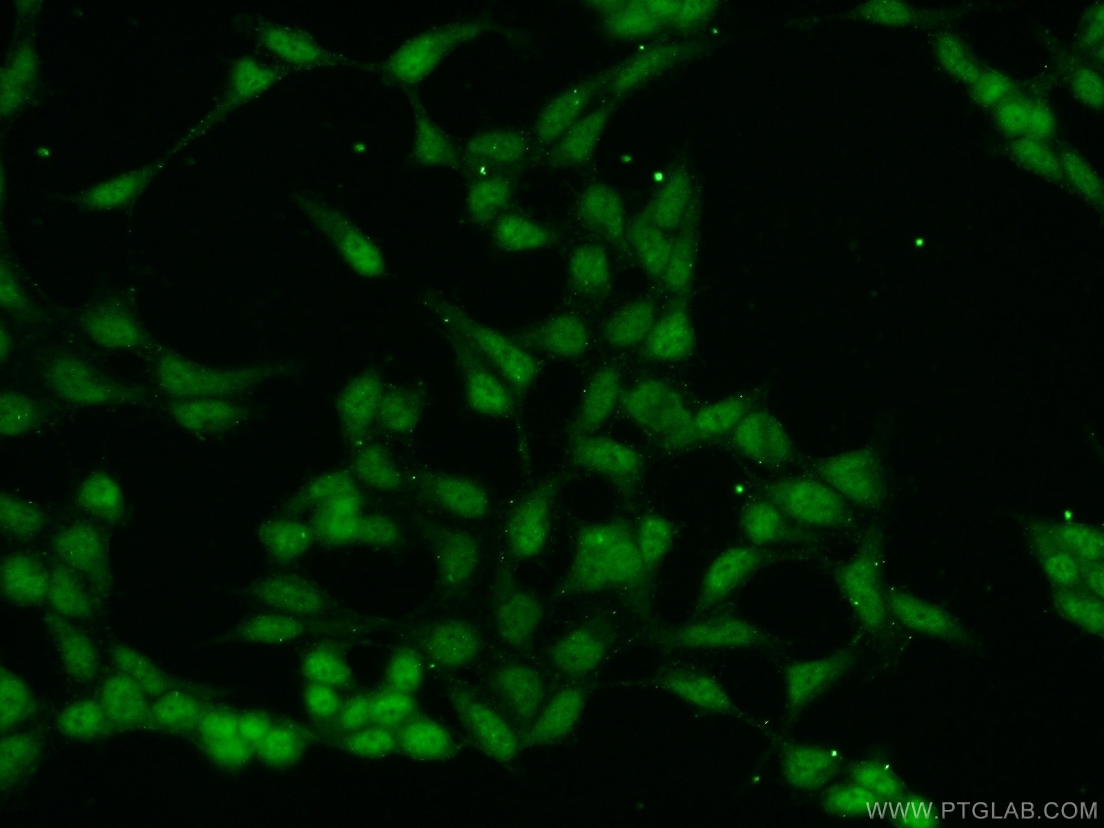 IF Staining of HEK-293 using 23263-1-AP