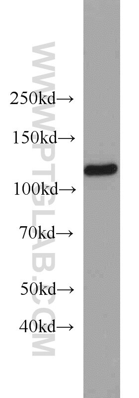 Western Blot (WB) analysis of HEK-293 cells using MAML3 Polyclonal antibody (23263-1-AP)