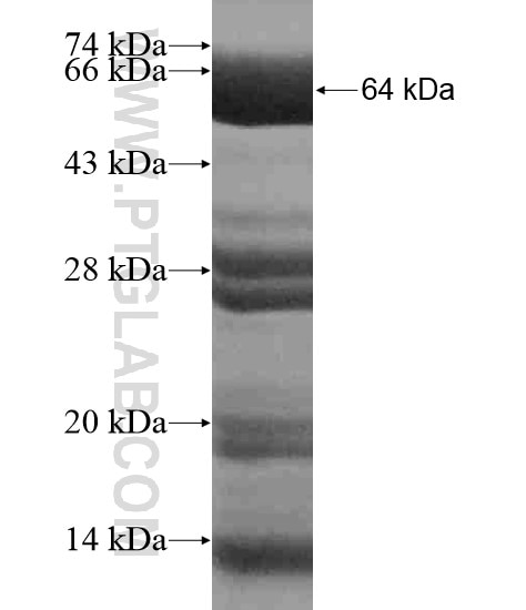 MAML3 fusion protein Ag19788 SDS-PAGE