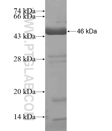 MAML3 fusion protein Ag19793 SDS-PAGE