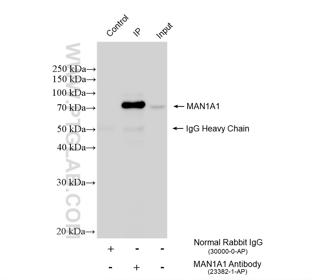 Immunoprecipitation (IP) experiment of HepG2 cells using MAN1A1 Polyclonal antibody (23382-1-AP)
