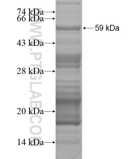 MAN1A1 fusion protein Ag20060 SDS-PAGE