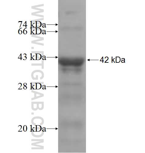 MAN1A2 fusion protein Ag5488 SDS-PAGE