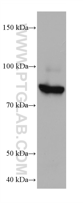 Western Blot (WB) analysis of HeLa cells using MAN1B1 Monoclonal antibody (68121-1-Ig)