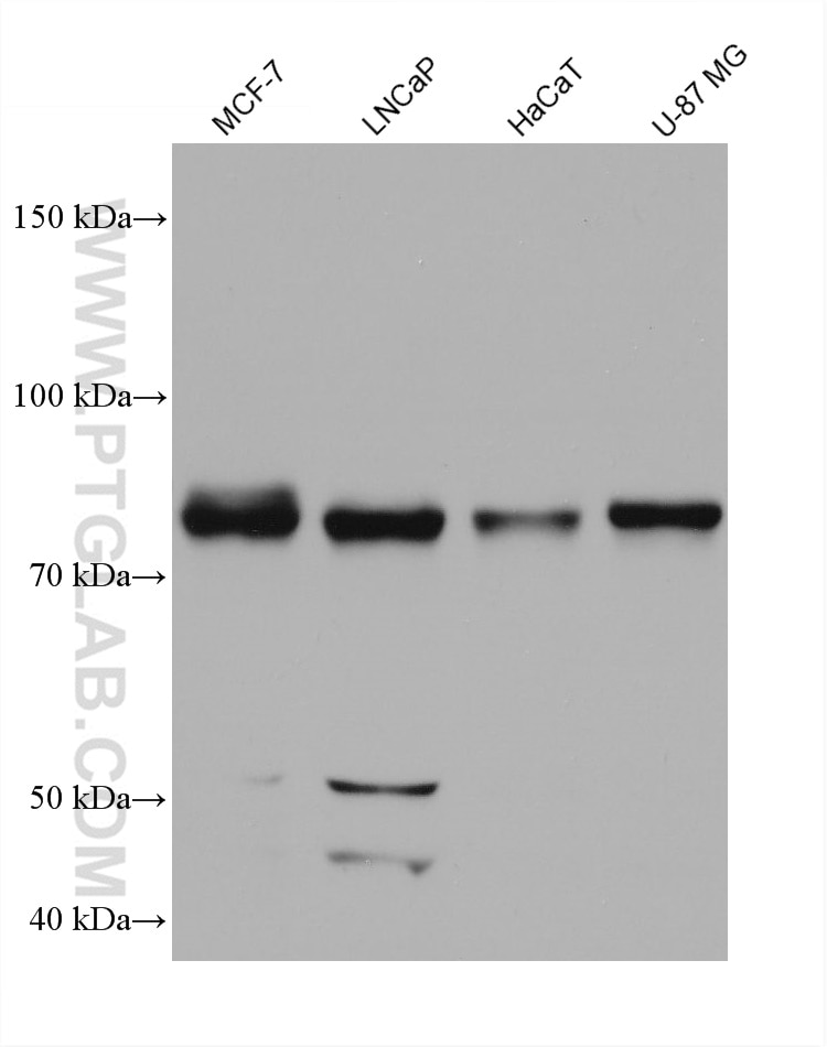 Western Blot (WB) analysis of various lysates using MAN1B1 Monoclonal antibody (68121-1-Ig)