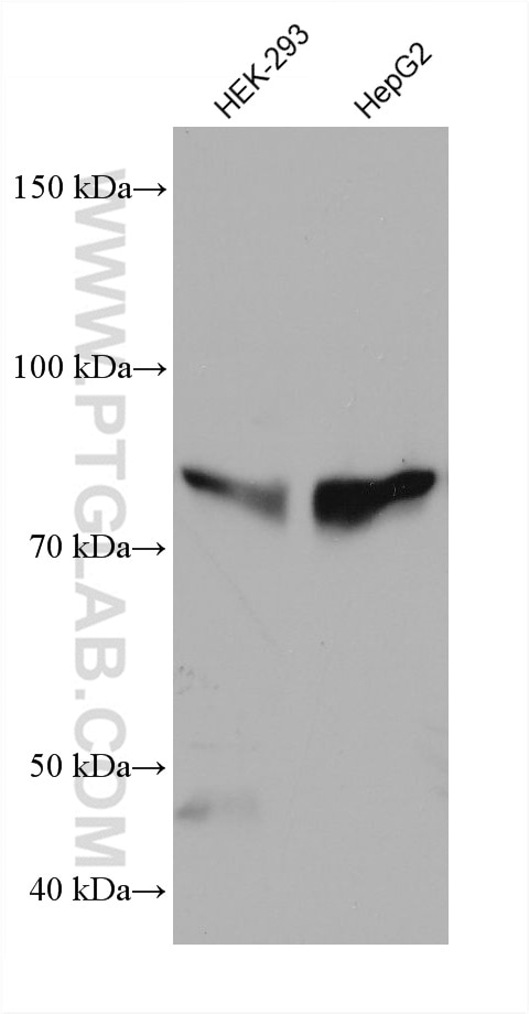 Western Blot (WB) analysis of various lysates using MAN1B1 Monoclonal antibody (68121-1-Ig)