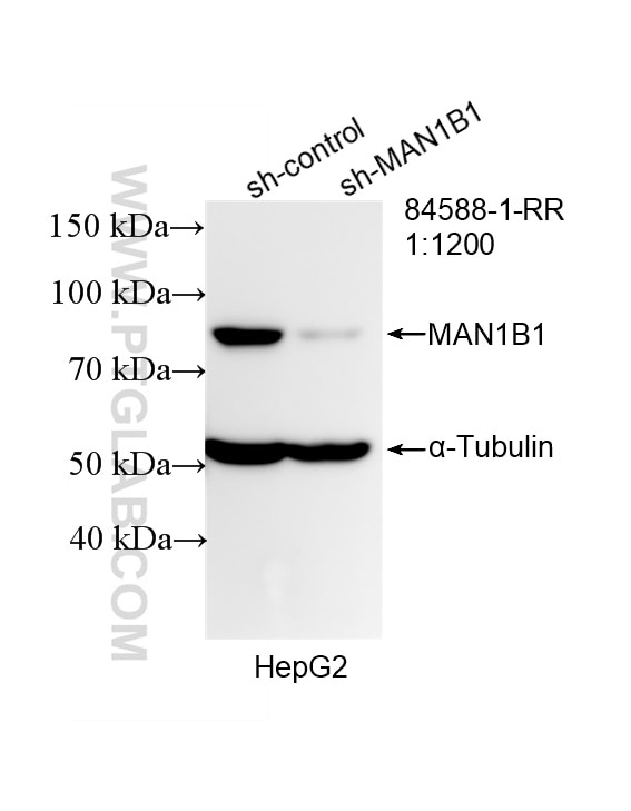 Western Blot (WB) analysis of HepG2 cells using MAN1B1 Recombinant antibody (84588-1-RR)