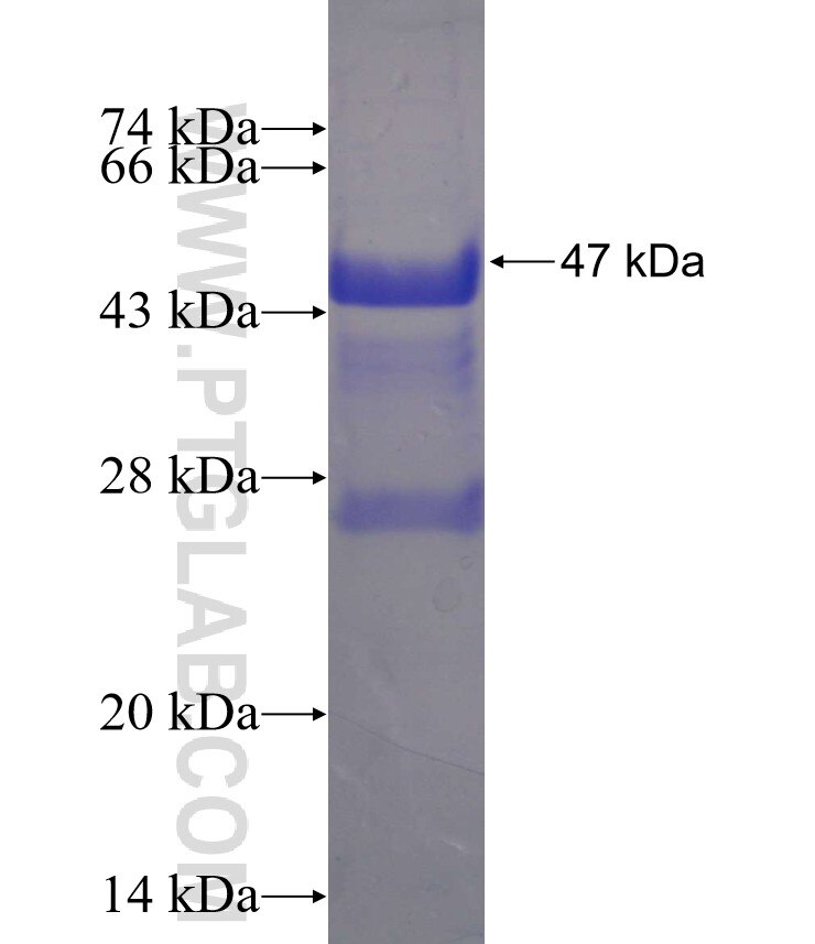 MAN1C1 fusion protein Ag23210 SDS-PAGE