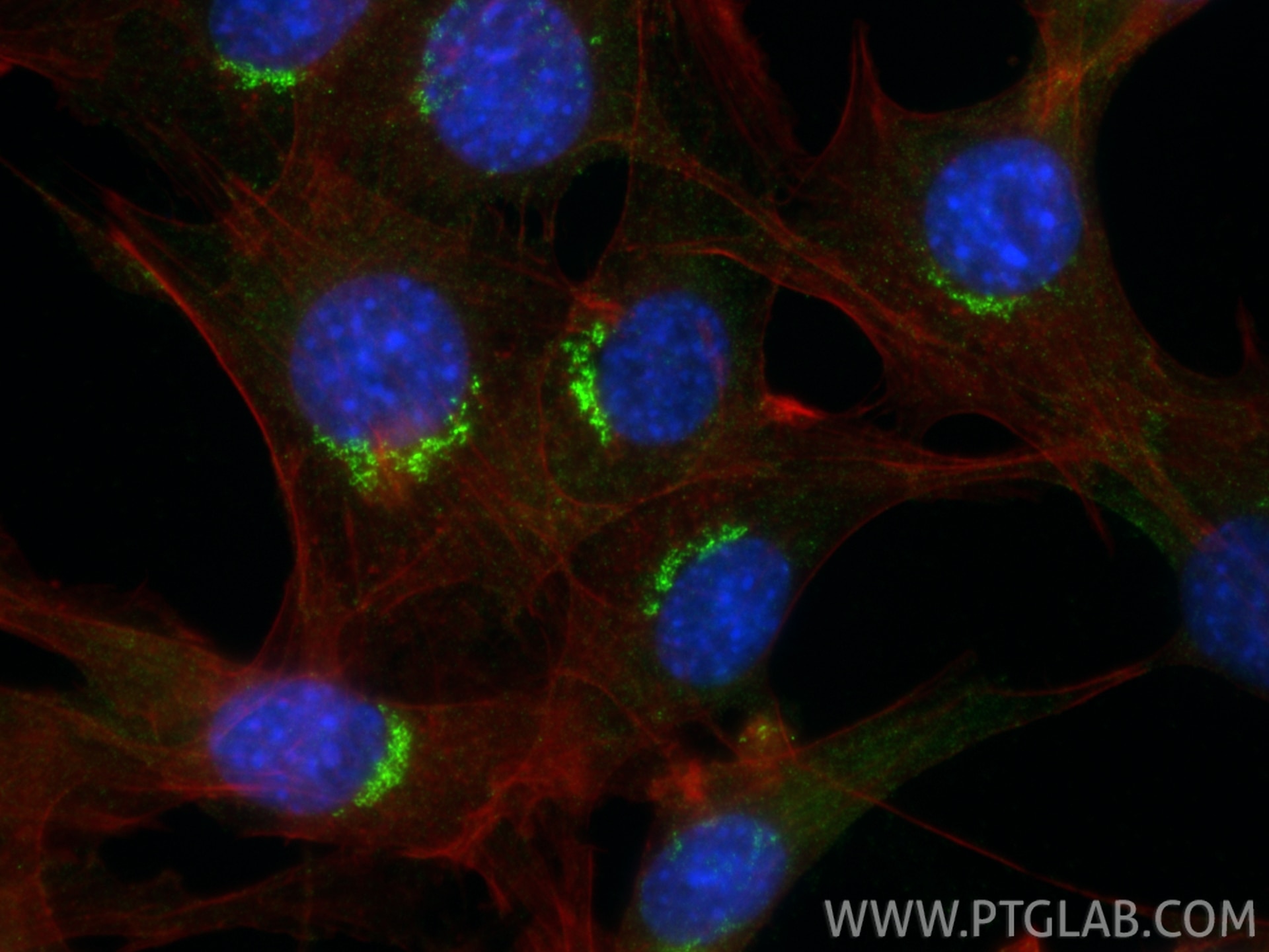 Immunofluorescent analysis of (4% PFA) fixed NIH/3T3 cells using MAN2A1 antibody (21132-1-AP) at dilution of 1:200 and CoraLite®488-Conjugated Goat Anti-Rabbit IgG(H+L) (SA00013-2), CL594-phalloidin (red). Immunofluorescence (IF) / fluorescent staining of NIH/3T3 cells using MAN2A1 Polyclonal antibody (21132-1-AP)