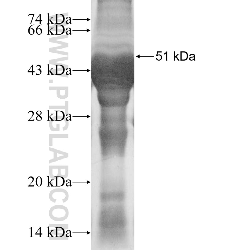 MAN2A1 fusion protein Ag15536 SDS-PAGE