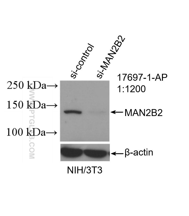 Western Blot (WB) analysis of NIH/3T3 cells using MAN2B2 Polyclonal antibody (17697-1-AP)