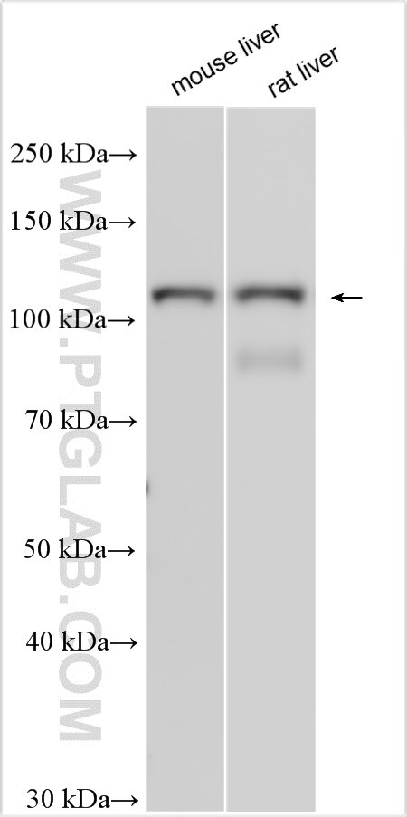 Western Blot (WB) analysis of various lysates using MAN2C1 Polyclonal antibody (19189-1-AP)