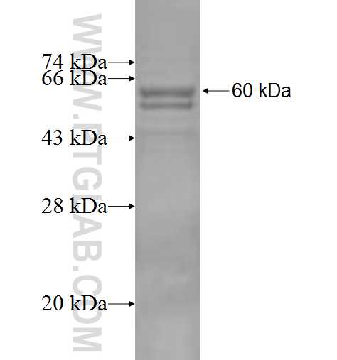MAN2C1 fusion protein Ag5768 SDS-PAGE