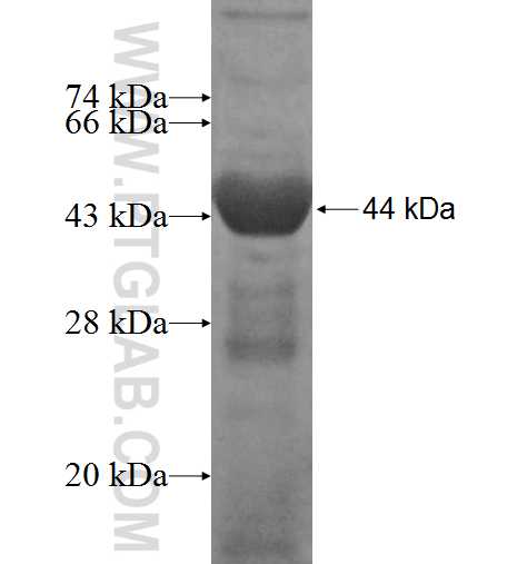 MAN2C1 fusion protein Ag6284 SDS-PAGE