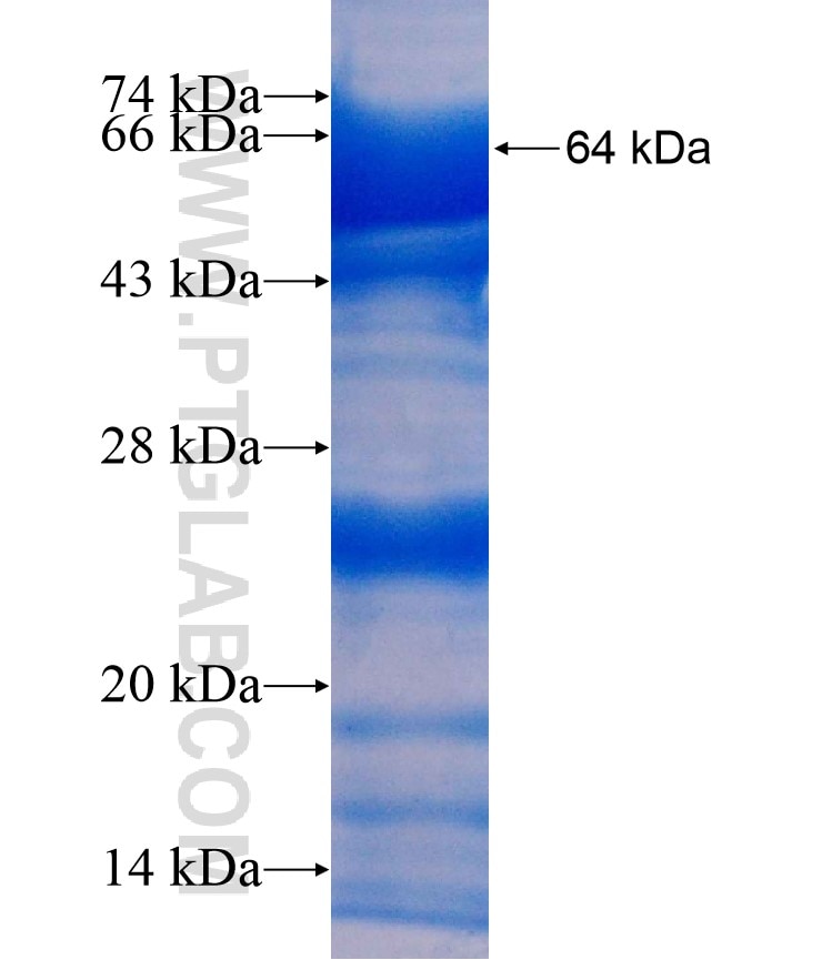 MANBA fusion protein Ag9406 SDS-PAGE