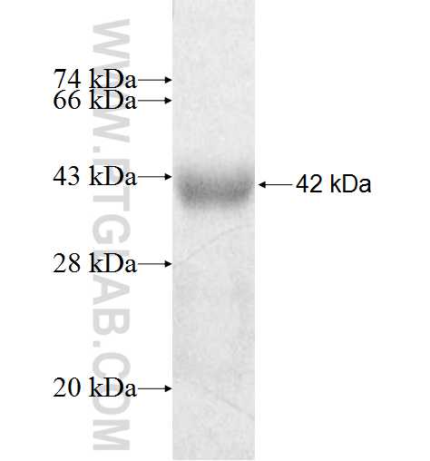 MANBA fusion protein Ag9421 SDS-PAGE