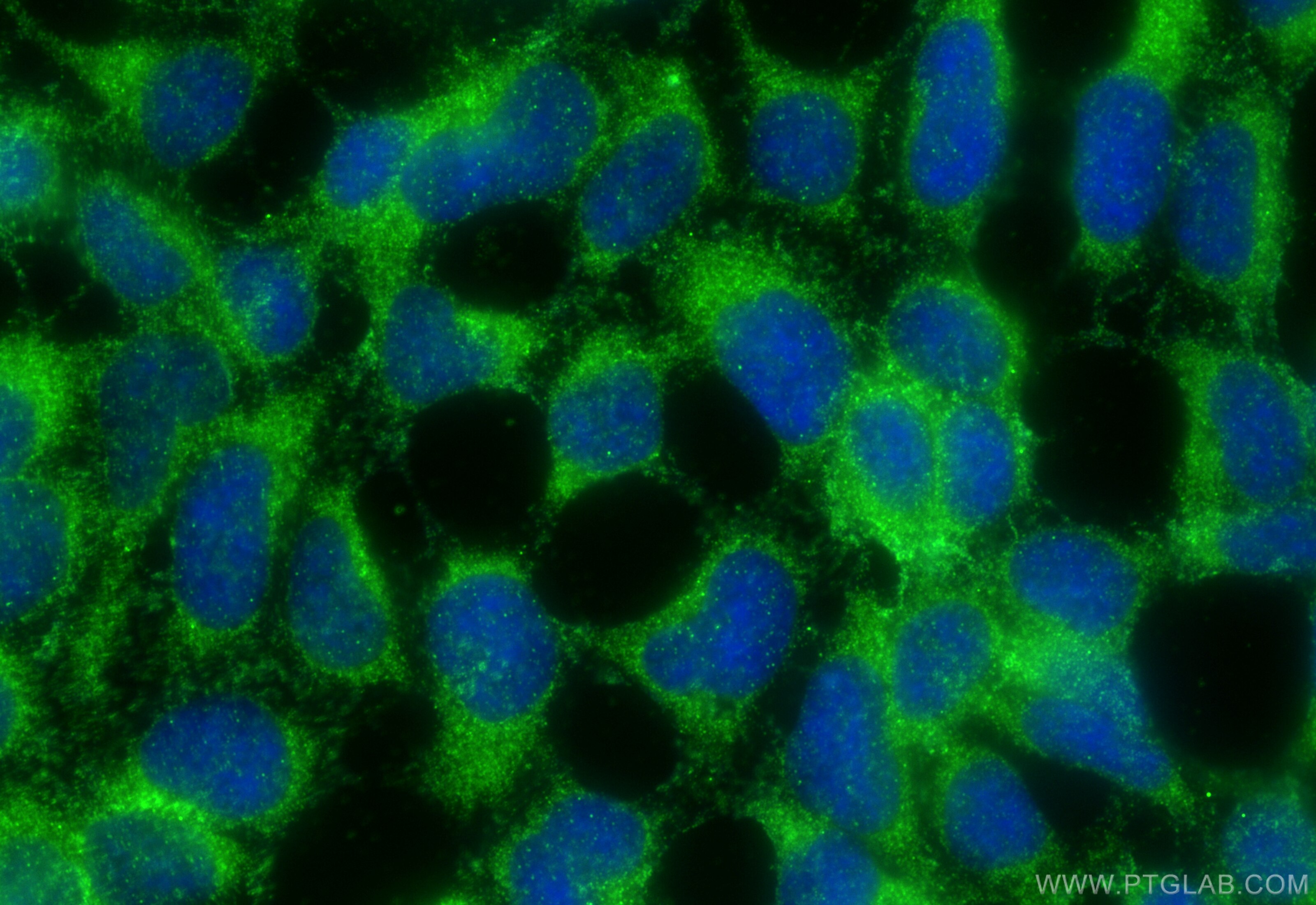 Immunofluorescence (IF) / fluorescent staining of HEK-293 cells using MANEA Polyclonal antibody (21296-1-AP)