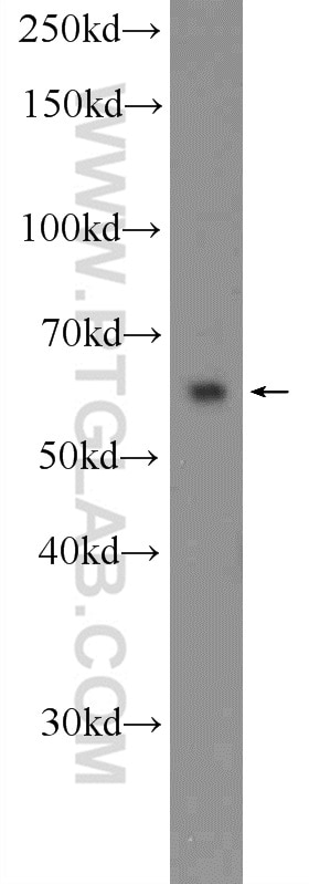 Western Blot (WB) analysis of K-562 cells using MANSC1 Polyclonal antibody (25586-1-AP)