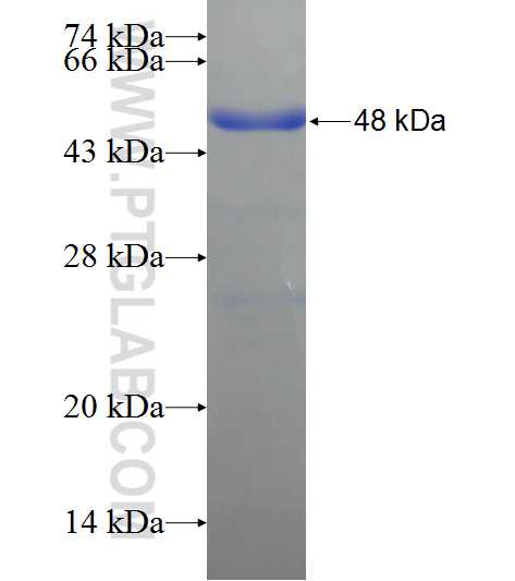 MANSC1 fusion protein Ag22357 SDS-PAGE
