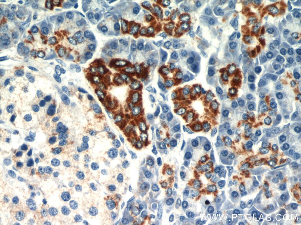 Immunohistochemistry (IHC) staining of human pancreas tissue using MAOA Polyclonal antibody (10539-1-AP)