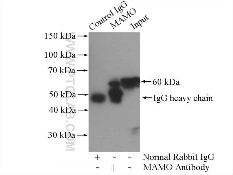 Immunoprecipitation (IP) experiment of human placenta tissue using MAOA Polyclonal antibody (10539-1-AP)