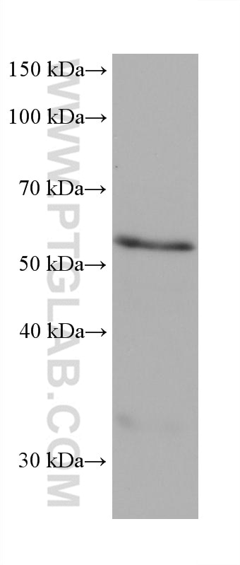 WB analysis of U2OS using 68471-1-Ig