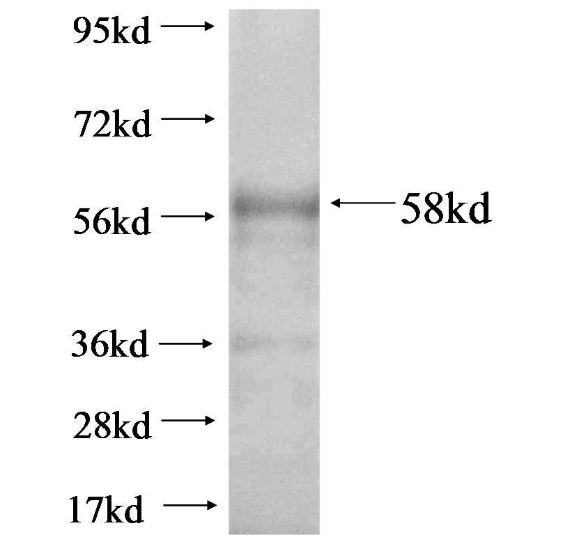 MAOA fusion protein Ag0821 SDS-PAGE