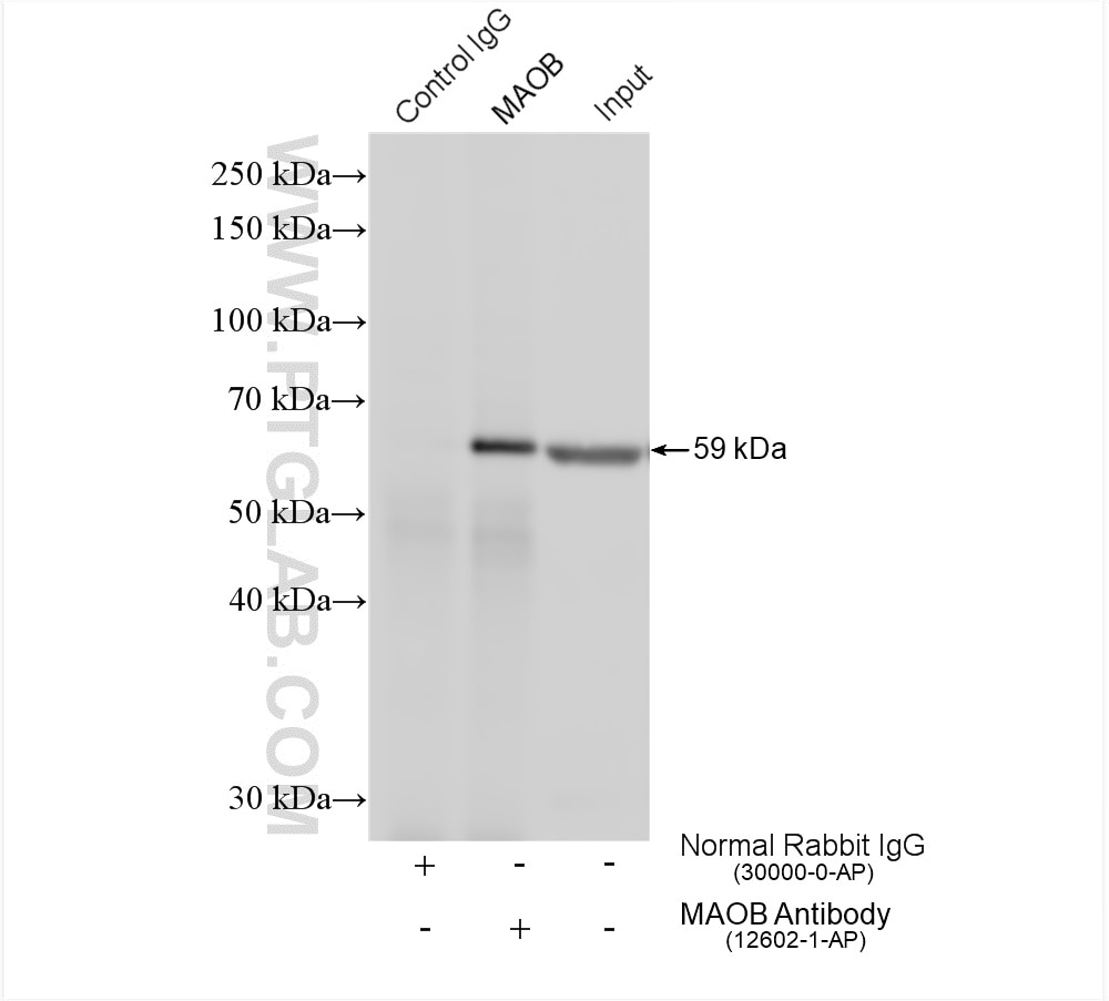 Immunoprecipitation (IP) experiment of mouse liver tissue using MAOB Polyclonal antibody (12602-1-AP)