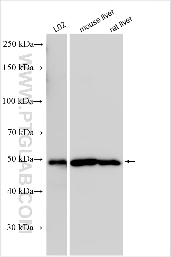 Western Blot (WB) analysis of various lysates using MAOB Polyclonal antibody (12602-1-AP)
