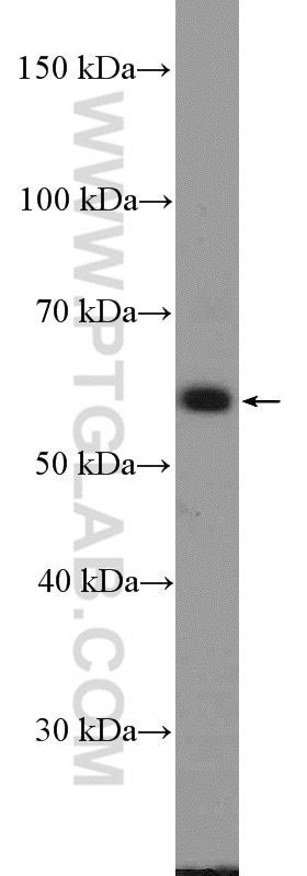 Western Blot (WB) analysis of L02 cells using MAOB Polyclonal antibody (12602-1-AP)