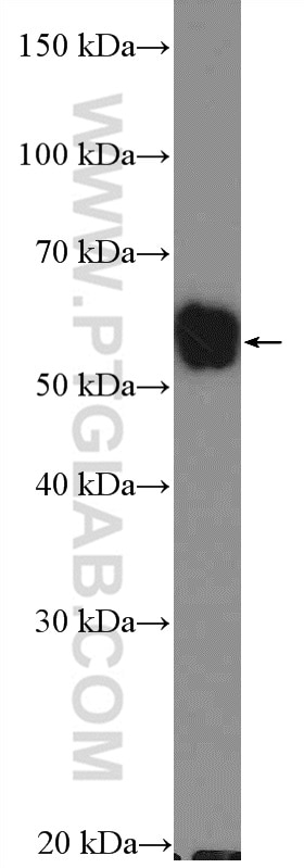 Western Blot (WB) analysis of mouse liver tissue using MAOB Polyclonal antibody (12602-1-AP)