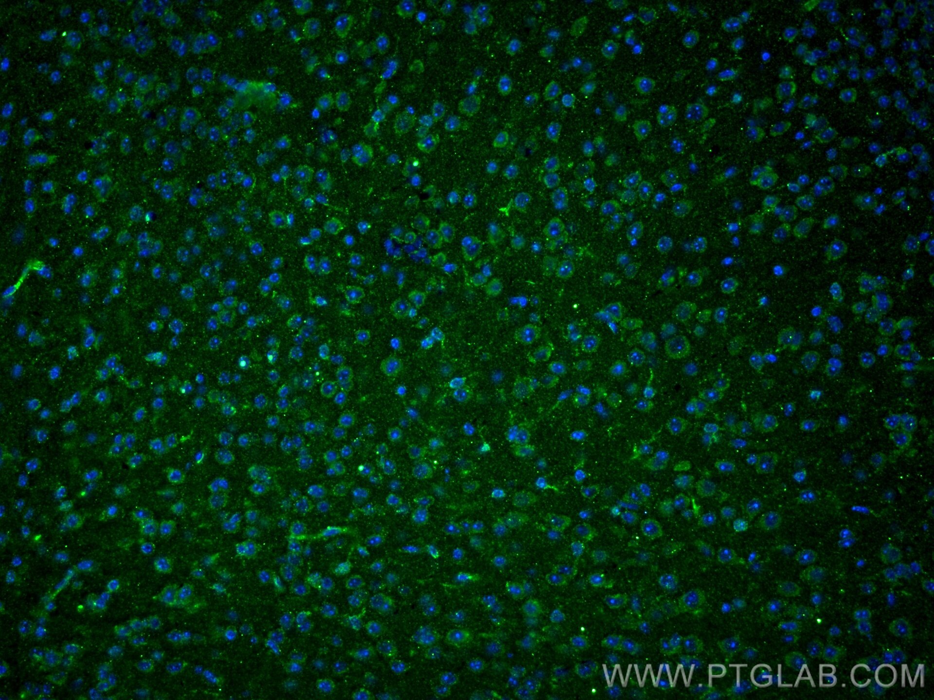 Immunofluorescence (IF) / fluorescent staining of mouse brain tissue using MAOB Monoclonal antibody (66107-1-Ig)